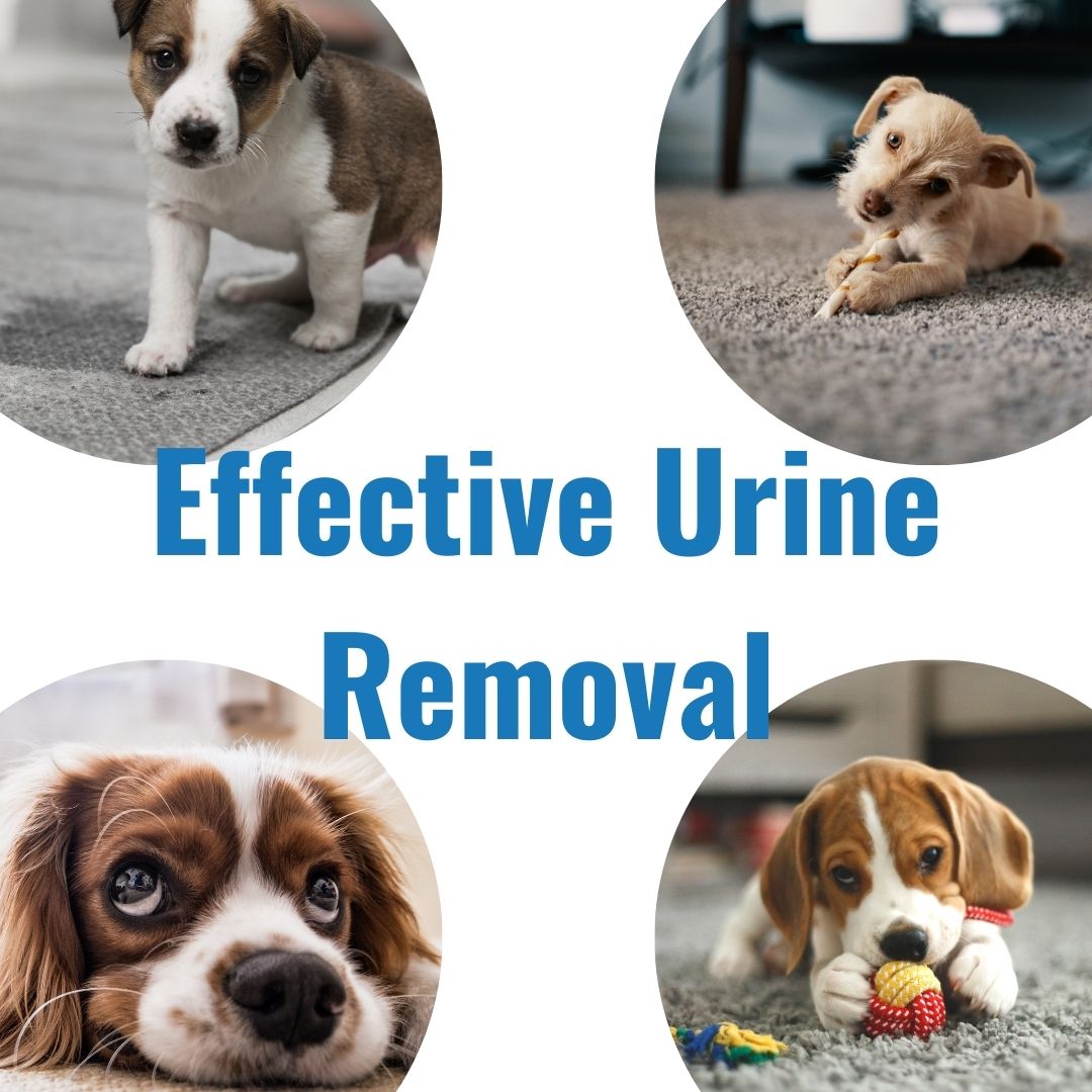 Effectively Remove Pet Urine